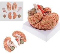 3D Human Brain Anatomy Model with 41 Digital Markings for Education | Detailed 3D brain model for anatomy learning and teaching, 9 detachable parts.