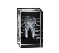 3D Human Crystal Tooth Model SingleTooth Analysis ModelMedical Dental Education Tool for Educational Science Office Decor Dentists Gifts