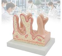 3D Human Digestive System Model, Sturdy PVC Material, Accurate Structure for Clinics, Anatomy Classrooms, Laboratories, Small & Large Intestine Representation
