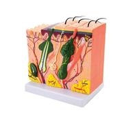 3D Human Skin Anatal Model: 35X/50X/70X Enlarged Skin Layer Structure, Medical Teaching Tool for Biology & Anatomy Education, Detailed Visual Aid for Students & Professionals
