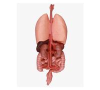 3D Human Torso Organ Anatomy Educational Model, Human Body, Skeleton and Heart Models, Liver, Spleen, Lung, Kidney, Stomach, Intestines, for Medical Student, Lab & Classroom Use