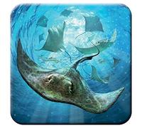 3D LiveLife Cork Coaster - Sting Rays from Deluxebase. Lenticular 3D Sting Ray Drink & Mug Coasters. Fun Animal Gifts for Women and Men. Novelty Kitchen and Decorative Home Accessories.