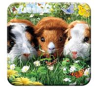 3D LiveLife Cork Coasters - Guinea Pigs from Deluxebase. Drinks Coaster with Lenticular 3D Animal Image. Non-Slip Protective Table Drink Mat for Home Decor and Decorative Accessories.