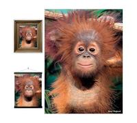 3D LiveLife Lenticular Pictures - Baby Orangutan from Deluxebase. A3 Unframed Deep 3D Effect Animal Wall Art for Living Room, Bedroom or Kitchen. Unique Orangutan Print Poster for Home Decor.