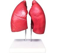3D Lung Model Organs Model Human Lung Anatomy Model,Model Study Education anatomy models