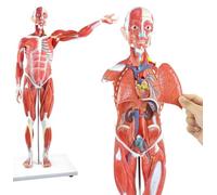 3D Mannequin Human Muscular Model Human Muscle And Organ Model 27-Part Half Life-Size Body Muscle Model Muscular Figure With Removable Organs Muscle Anatomy