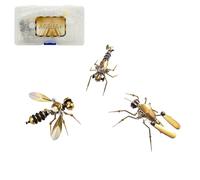 3D Metal Puzzle Steampunk Insect Trinity Set, Brass Mechanical Mosquito Bee Deckworm DIY Metal Model Kits for Adults Collectible Home Decor (270PCS)