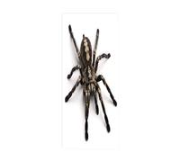 3D Peel and Stick Door Stickers Animal Spiders W88 x H200 cm Self-Adhesive Door Wallpaper Waterproof Removable Door Murals Decal for Bedroom Wardrobe Home Office Decoration