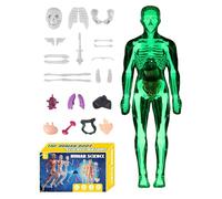 3D Physiological Torso Study - Detachable Skeletal Parts, Medical Grade Biology Hardware, Realistic Muscle Texture Figure, Vertical Stand Mount | Art Reference for Studio Students & Educators