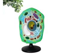 3D Plant Cell Anatomy Model, Realistic Clear Removable Organelle Structure, Educational Biology Study Display Teaching Kit