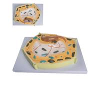 3D Plant Cell Model For Study, 20000X Magnification Biological Anatomy Micro Structural Display For Biology Enthusiasts And Experiments