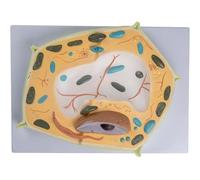 3D Plant Cell Model Human Body Model, Anatomical Teaching Model, Biology Enthusiasts Experiment Model For Cell Learning Anatomy Model Plant Cells Model