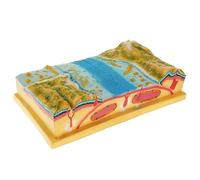 3D Plate Tectonics Model for Geography Education, Demonstrates Earth's Geological Processes, Ideal for Junior and Senior High School Teaching
