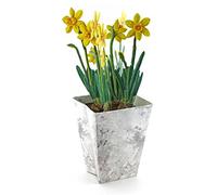 3D Pop-Up Card "Daffodils": A Folded 3-D-Card of Beautiful Daffodils in a Flower Pot - They can Easily Stand on Your Table - a Nice Spring Greeting Card