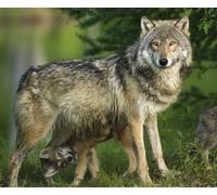 3D Postcard/Lenticular Card Wolf Mum with Child