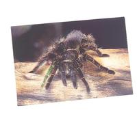 3D Postcard Tarantula Postcard Wobble Card Hologram Card Animal Spider Spiders