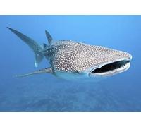 3D Postcard Whale Shark Wobble Card Hologram Card Animal Water Animal Sea Animal