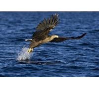 3D Postcard with White-tailed Sea Eagle in Norway Design