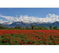 3D Puzzle Adult 200 piece Natural beauty, Flowers, Turkey, Poppy, Fields 35x25CM
