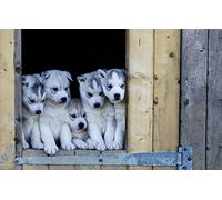 3D Puzzle Girl 500 Piece Puppy Husky 52x38CM
