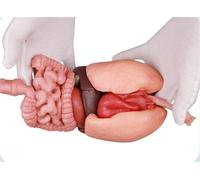 3D Silicone Human Stomach Anatomy Model Kit - Educational Torso Organ Model for Healthcare applications Students, Labs, and Classrooms