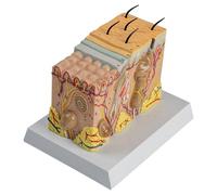 3D Skin Tissue Structure Enlarged Model 35X Enlarged Skin Layer Structure Anatomy Model with Hair and Medical Skin Marking for Biology Minimally Invasive Cosmetic Surgery Teaching Models