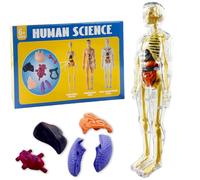 3D Torso Model for Learning Children, Transparent Realistic Human Anatomy Model, with Removable Organs, Experiment Box for Children from 6 Years
