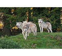 3D View Card Wolf Wolves Wolf Postcard Card Hologram Card Animals Forest Wild Animals