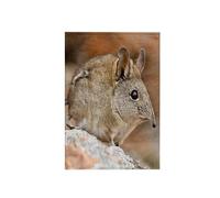 3dRose Cape Elephant Shrew, Bushman's Kloof, South Africa-Af42 Rbe0003, Ralph H/Bendjebar Towel, White, 15 x 22-Inch