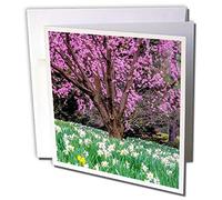 3dRose gc_259942_2 6 x 6-Inch "Pennsylvania, Wayne Cherry Blossom Tree in Garden" Greeting Card (Set of 12)