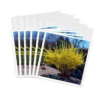 3dRose gc_260740_1 6 x 6-Inch "A Beautiful Yellow Forsythia Bush in a Yard on Rocks" Greeting Card (Pack of 6)