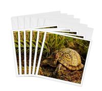 3dRose gc_91057_1 6 x 6-Inch"Eastern Box Turtle, Michigan - Us23 Aje0005 - Adam Jones" Greeting Card (Pack of 6)