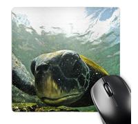 3dRose mp_10115_1 8 x 8-Inch Pacific Green or Black Sea Turtle Feeding on Algae Punta Cormorant Floreana Island Galapagos Mouse Pad