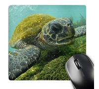 3dRose mp_10116_1 8 x 8-Inch Pacific Green or Black Sea Turtle Feeding on Algae Punta Cormorant Floreana Island Galapagos Mouse Pad