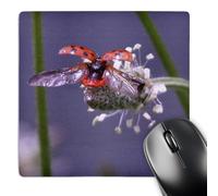 3dRose mp_11601_1 8 x 8-Inch Fly Away Home, Lady Bug Mouse Pad