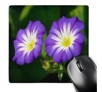 3dRose mp_125042_1 8 x 8-Inch Two Pretty Periwinkle Blue, White, and Yellow Morning Glory Flowers Mouse Pad