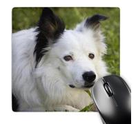 3dRose mp_140271_1 8 x 8-Inch Headshot of Purebred Border Collie Dog - Na02 Pwo0013 - Piperanne Worcester Mouse Pad