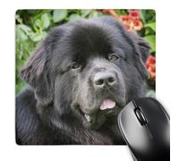 3dRose mp_140285_1 8 x 8-Inch Newfoundland Dog Among Trumpetvine - Na02 Pwo0027 - Piperanne Worcester Mouse Pad