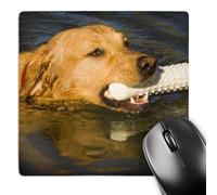 3dRose mp_140300_1 8 x 8-Inch Purebred Yellow Labrador Dog with Dummy - Na02 Pwo0045 - Piperanne Worcester Mouse Pad