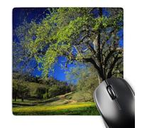 3dRose mp_142732_1 8 x 8-Inch Oak Trees, Hillsides, Monterey County, California, USA - Us05 Jal0170 - John Alves Mouse Pad