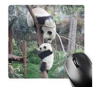 3dRose mp_164759_1 8" x 8" Baby Panda Learns to Climb Tree in Sichuan Province China Mouse Pad