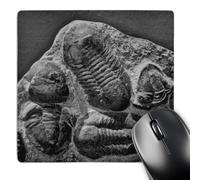 3dRose mp_16701_1 8 x 8-Inch Phacopidae Trilobites from The devonic in Morrocco Mouse Pad
