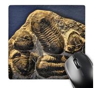 3dRose mp_16702_1 8 x 8-Inch Phacopidae Trilobites from The devonic in Morrocco Mouse Pad