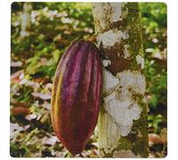 3dRose mp_187553_1 8" x 8" Belize Punta Gorda Agouti Cacao Farm. Ripe Cacao Pod. Mouse Pad