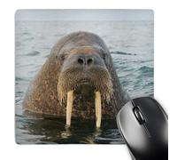 3dRose mp_189225_1 8" x 8" Norway Svalbard Spitsbergen. Walrus Profile of a Bull in Water. Mouse Pad