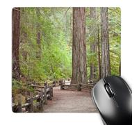 3dRose mp_190917_1 8" x 8" USA California.Trail in Big Basin Redwoods State Park. Mouse Pad