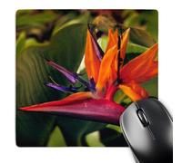 3dRose mp_191061_1 8" x 8" Bird of Paradise Blooming on The Garden Isle Kauai Hawaii. Mouse Pad