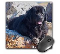 3dRose mp_192337_1 8" x 8" USA California. Newfoundland Lying with Sandy Paws. Mouse Pad