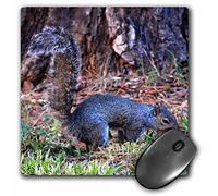 3dRose mp_193024_1 8" x 8" Its Just Too Early is a Photo of a Squirrel in The Yard Early Morning Mouse Pad