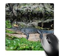 3dRose mp_206200_1 8" x 8" Usa Florida Orange City St. Johns River Blue Spring Sp Alligator Mouse Pad